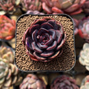Echeveria 'Black Tan' 2" Succulent Plant Cutting