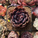 Echeveria 'Black Tan' 2" Succulent Plant Cutting