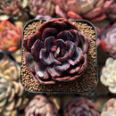 Echeveria 'Black Tan' 2" Succulent Plant Cutting