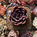 Echeveria 'Black Tan' 2" Succulent Plant Cutting