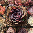 Echeveria 'Black Tan' 2" Succulent Plant Cutting