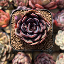 Echeveria 'Black Tan' 2" Succulent Plant Cutting