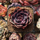 Echeveria 'Black Tan' 2" Succulent Plant Cutting