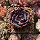Echeveria 'Black Tan' 2" Succulent Plant Cutting