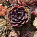 Echeveria 'Black Tan' 2" Succulent Plant Cutting