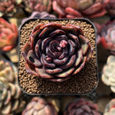 Echeveria 'Black Tan' 2" Succulent Plant Cutting