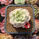 Echeveria 'Nicksana' Variegated 2" Succulent Plant Cutting