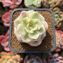 Echeveria 'Nicksana' Variegated 2" Succulent Plant Cutting