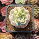 Echeveria 'Nicksana' Variegated 2" Succulent Plant Cutting