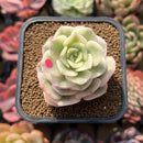 Echeveria 'Nicksana' Variegated 2" Succulent Plant Cutting