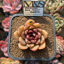 Echeveria 'Hanamai Red Flower Garden' ('Pink Pretty' x 'Contrast' Hybrid) 2" Mam&Sister Farm Original Japanese Hybrid Succulent Plant Cutting
