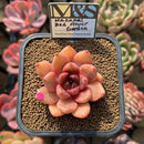 Echeveria 'Hanamai Red Flower Garden' ('Pink Pretty' x 'Contrast' Hybrid) 2" Mam&Sister Farm Original Japanese Hybrid Succulent Plant Cutting