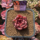 Echeveria 'Thoughtful Poetry' ('Lahasoti' x 'Laurensis' Hybrid) 2" Succulent Plant Cutting