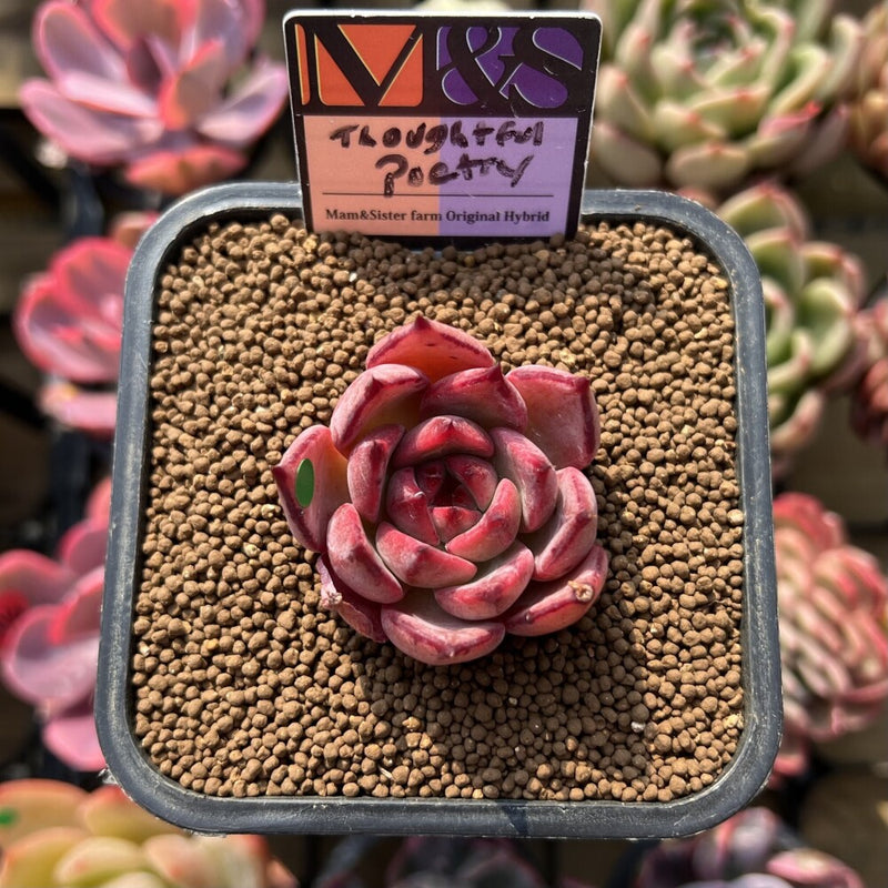 succulent poem Echeveria 'Thoughtful Poetry' ('Lahasoti' x 'Laurensis' Hybrid) 2" Suc –  True Succulents Plant Co
