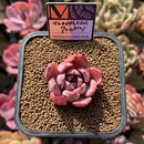 Echeveria 'Thoughtful Poetry' ('Lahasoti' x 'Laurensis' Hybrid) 2" Succulent Plant Cutting