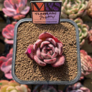 Echeveria 'Thoughtful Poetry' ('Lahasoti' x 'Laurensis' Hybrid) 2" Succulent Plant Cutting