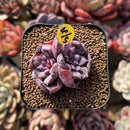 Echeveria 'Romantic Punch' 2" Succulent Plant Cutting