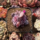 Echeveria 'Romantic Punch' 2" Succulent Plant Cutting