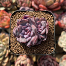 Echeveria 'Romantic Punch' 2" Succulent Plant Cutting