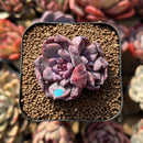 Echeveria 'Romantic Punch' 2" Succulent Plant Cutting