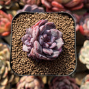 Echeveria 'Romantic Punch' 2" Succulent Plant Cutting