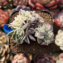 Echeveria Agavoides 'Gilva' Variegated Crested 2" Succulent Plant Cutting