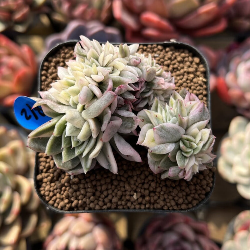 gilva succulent Echeveria Agavoides 'Gilva' Variegated Crested 2" Succulent Plant Cutting