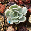Pachyveria 'Worthy One' Variegated 2"-3" Succulent Plant