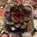 Echeveria 'Black Queen' 2" Succulent Plant Cutting