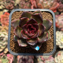 Echeveria 'Black Queen' 2" Succulent Plant Cutting