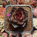 Echeveria 'Black Queen' 2" Succulent Plant Cutting