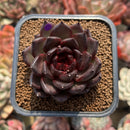 Echeveria 'Black Crystal' 2" Succulent Plant Cutting