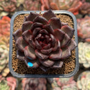 Echeveria 'Black Crystal' 2" Succulent Plant Cutting
