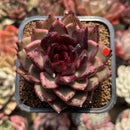 Echeveria Agavoides 'Nike' 2" Succulent Plant