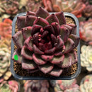 Echeveria 'Black Crystal' 2" Succulent Plant Cutting