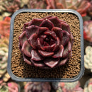 Echeveria 'Flashlight' 2" Succulent Plant Cutting