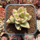 Echeveria Agavoides 'Elkhorn' Variegated 2"-3" Succulent Plant Cutting