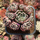 Echeveria 'Nanahukumini' 2" Succulent Plant Cutting