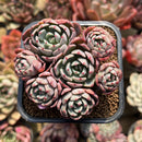 Echeveria 'Nanahukumini' 2" Succulent Plant Cutting