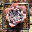 Echeveria 'Ivory' (Sanga) 3" Large Succulent Plant Cutting