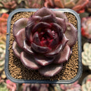 Echeveria 'Black Mink' 2" Succulent Plant Cutting