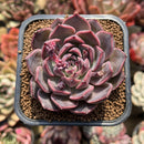 Echeveria 'Dior' 2" New Hybrid Succulent Plant Cutting