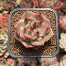 Echeveria Agavoides 'Aini' 2" Succulent Plant Cutting