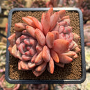 Echeveria 'Ariel' 3"-4" Large Succulent Plant Cutting