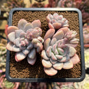 Pachyphytum 'Frevel' Hybrid 2" Succulent Plant Cutting