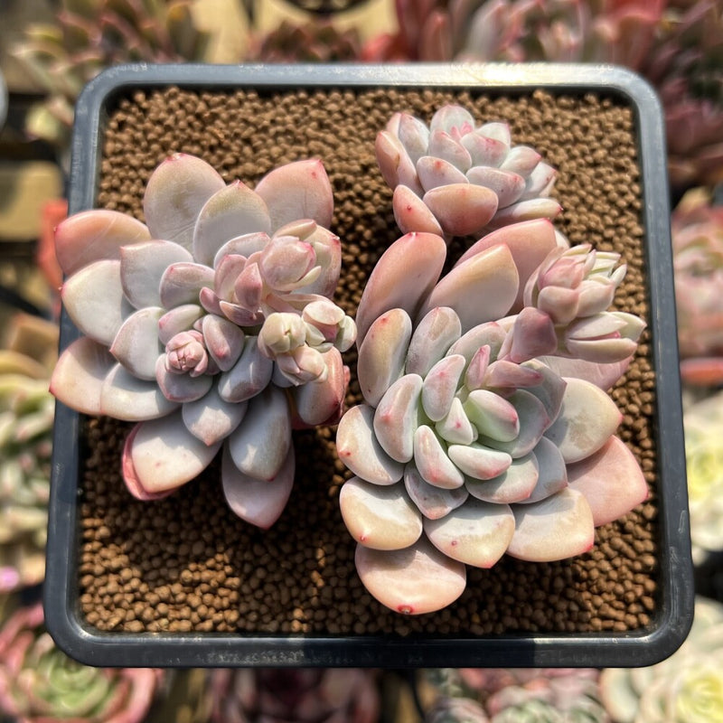 scallop hybrid succulent Pachyphytum 'Frevel' Hybrid 2" Succulent Plant Cutting – True Succulents Plant Co