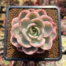 Echeveria 'Pink Vera' Variegated 2" Succulent Plant Cutting