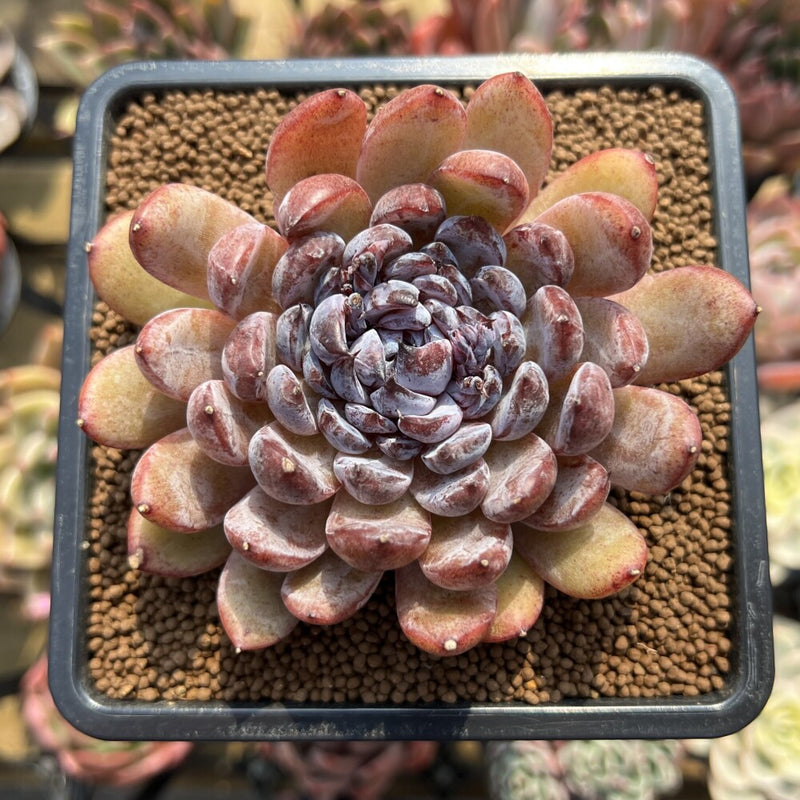gemstone succulent Echeveria 'Gemstone' 3" Succulent Plant Cutting