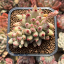 Pachyphytum 'Yeonji' 3" Succulent Plant