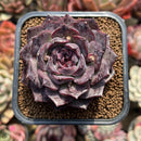 Echeveria 'Black Raccoon' 2" Succulent Plant Cutting